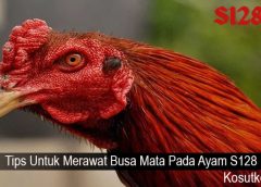 Tips Untuk Merawat Busa Mata Pada Ayam S128