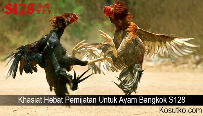 Khasiat Hebat Pemijatan Untuk Ayam Bangkok S128