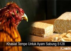 Khasiat Tempe Untuk Ayam Sabung S128